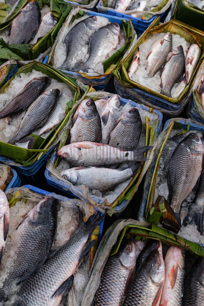 fresh catch at the fishery ghat market